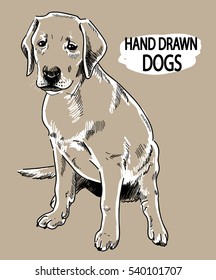 Labrador puppy sitting. Drawing by hand, sketch.