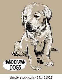 Labrador puppy sitting. Drawing by hand, sketch.