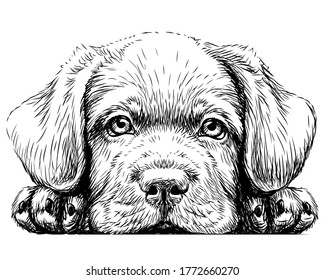 Labrador puppy  Sticker