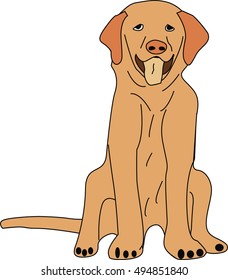 Labrador Retriever
