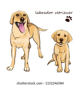 Labrador Retriever Adult Dog And A Puppy. Colorful Dogs Illustration In Vector.