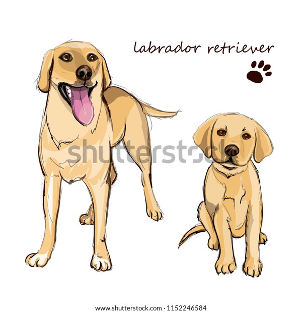 Vector De Stock Libre De Regalias Sobre Labrador Recupera Perro