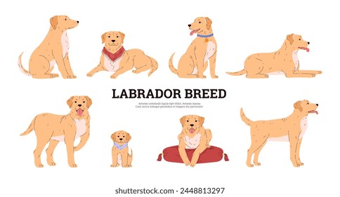 Labrador retriever breed vector illustrations set. Cute friendly pet with beige and white wool. Cartoon dog with red neckerchief collar or pendant. Domestic canine purebred animal portrait poster