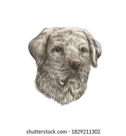 Labrador retriever closeup colorful dog portrait. Vector illustration of pet face.