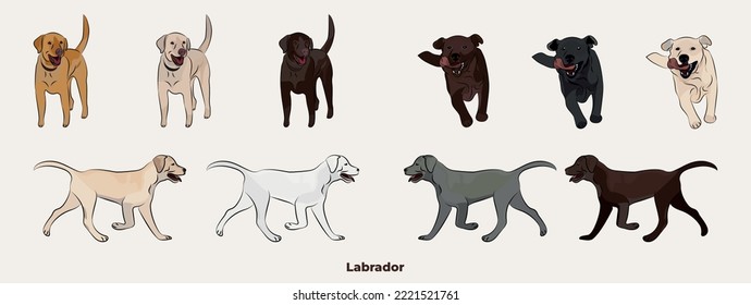 Colores Labrador Recuperar. Personajes de perros de Cute Lab en varias poses, diseño para impresión, adorable y lindo conjunto de vectores de dibujos animados, en diferentes poses. Todos los colores populares. Conjunto de colección Dibujo de perro.