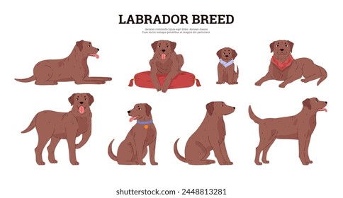 Labrador retriever in different poses set. Cartoon cute friendly brown dog and puppy. Domestic canine purebred animal portrait. Labrador breed pet vector poster