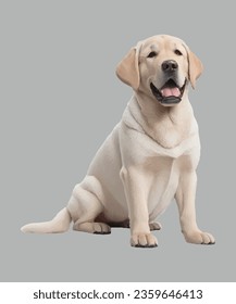 Labrador Retriever Hund 3D Animation Vektordesign