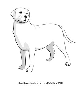 Labrador Retriever Dog Black & White Vector Illustration