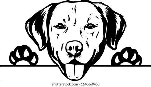 Labrador Retriever dog breed 