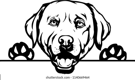 Labrador Retriever dog breed 
