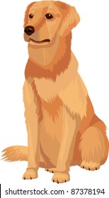  Labrador retriever - dog breed