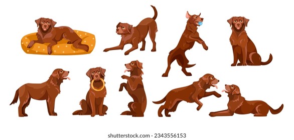 Labrador Retriever Hundezucht mit brauner Kohle in verschiedenen Pose Vector Set