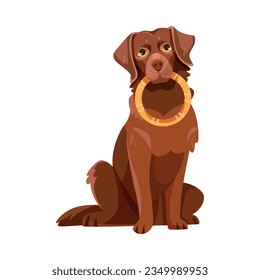 Labrador Retriever Dog Breed with Brown Coat Sitting with Ring Vector Illustration