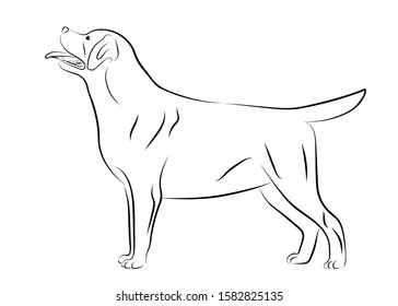 Labrador Retriever dog. Isolated outlined sketch, logo contour vector illustration