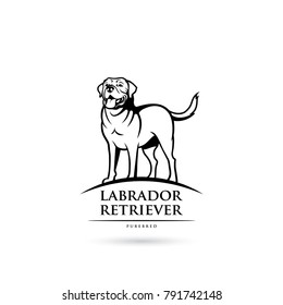 Labrador retriever dog - isolated vector illustration