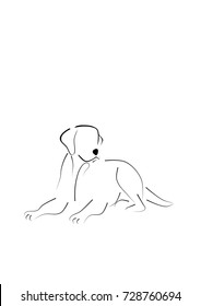 labrador retriever dog lying down