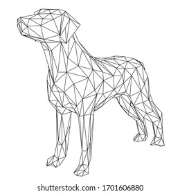 Labrador retriever dog polygonal lines illustration. Abstract vector dog on the white background