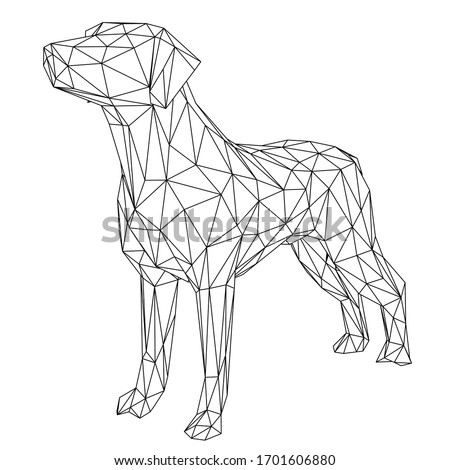Labrador retriever dog polygonal lines illustration. Abstract vector dog on the white background