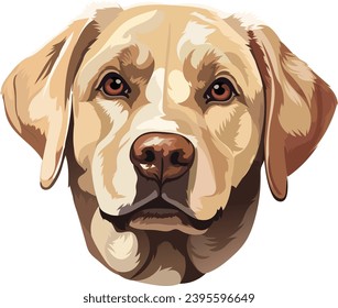 Labrador retriever, dog portrait on white background