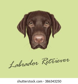 Labrador Retriever Dog portrait. Vector illustrated portrait of Chocolate Labrador on green background.