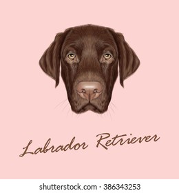 Labrador Retriever Dog portrait. Vector illustrated portrait of Chocolate Labrador on pink background.