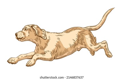 Labrador Retrieve Hund läuft in einem Sprung. Junge Welpen. Vektorgrafik, Gravur.