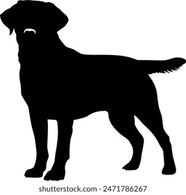 Labrador Retriever Dog set silhouette black vector on white background,