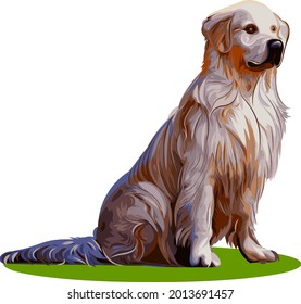 Labrador Retriever dog vector illustration isolated on white background
