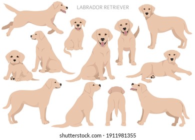 Labrador retriever dogs in different poses and coat colors. Adult and puppy dogs.  Vector illustration - Shutterstock ID 1911981355