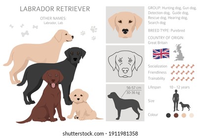 Labrador Retriever Dogs In Different Poses And Coat Colors. Adult And Puppy Dogs.  Vector Illustration