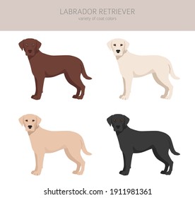 Labrador Retriever Dogs In Different Poses And Coat Colors. Adult And Puppy Dogs.  Vector Illustration