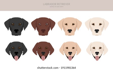 Labrador retriever dogs in different poses and coat colors. Adult and puppy dogs.  Vector illustration