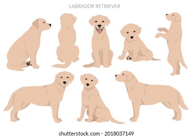 Labrador retriever dogs in different poses and coat colors clipart. Vector illustration - Shutterstock ID 2018037149
