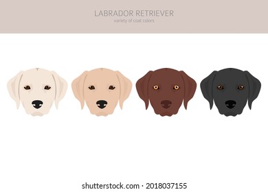 Labrador retriever dogs in different poses and coat colors clipart. Vector illustration