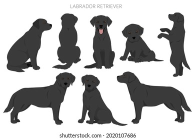 Labrador Retriever Dogs Different Poses Coat Stock Vector (Royalty Free ...