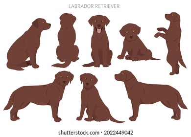 Perros recuperadores de Labrador con diferentes poses y colores de abrigo se inclinan. Ilustración del vector