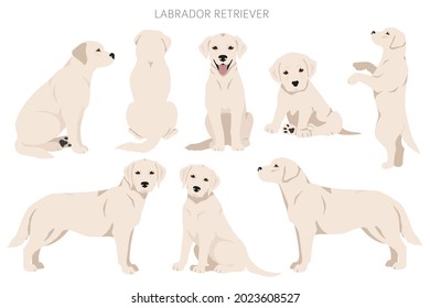 Perros recuperadores de Labrador con diferentes poses y colores de abrigo se inclinan. Ilustración del vector