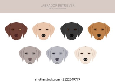 Perros recuperadores de Labrador con diferentes poses y colores de abrigo se inclinan. Ilustración del vector