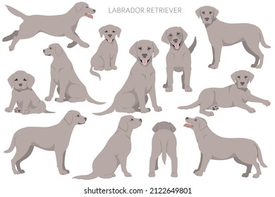 Labrador retriever dogs in different poses and coat colors clipart. Vector illustration - Shutterstock ID 2122649801