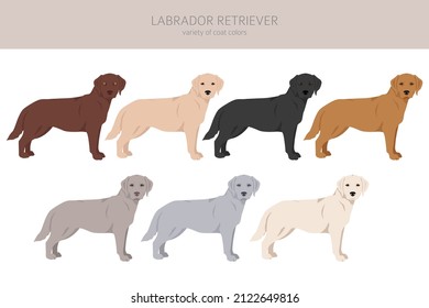 Labrador retriever dogs in different poses and coat colors clipart. Vector illustration