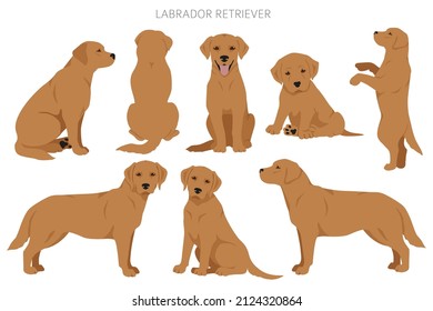 Labrador Retrieve Hunde in verschiedenen Posen und Farben Farbe Video-Kunst. Vektorgrafik