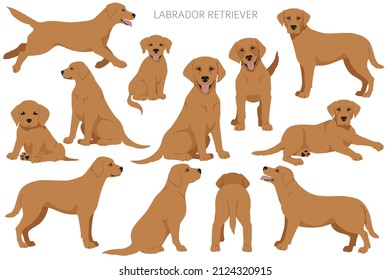 Labrador retriever dogs in different poses and coat colors clipart. Vector illustration - Shutterstock ID 2124320915