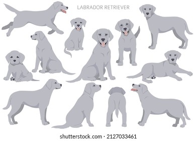 Labrador retriever dogs in different poses and coat colors clipart. Vector illustration - Shutterstock ID 2127033461