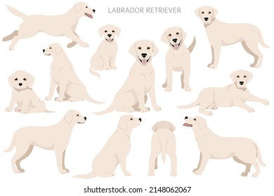 Labrador retriever dogs in different poses and coat colors clipart. Vector illustration - Shutterstock ID 2148062067