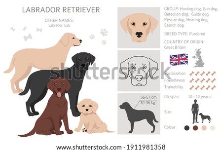 Labrador retriever dogs in different poses and coat colors. Adult and puppy dogs.  Vector illustration