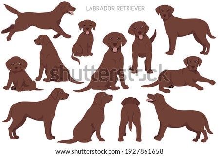 Labrador retriever dogs in different poses. Adult and puppy dogs.  Vector illustration