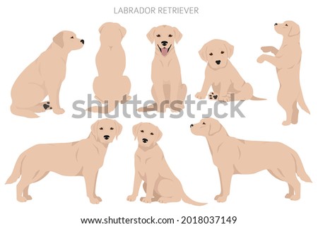 Labrador retriever dogs in different poses and coat colors clipart. Vector illustration