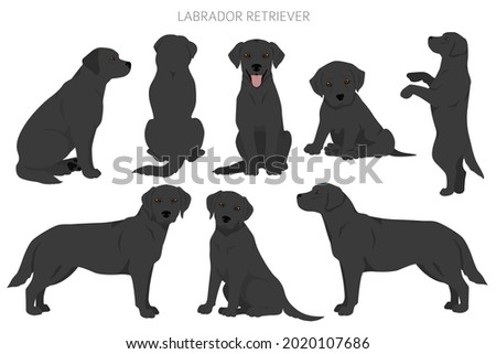 Labrador retriever dogs in different poses and coat colors clipart. Vector illustration