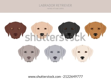 Labrador retriever dogs in different poses and coat colors clipart. Vector illustration