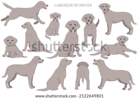 Labrador retriever dogs in different poses and coat colors clipart. Vector illustration